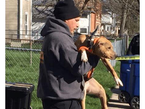 45 Dogs Rescued And 11 People Arrested In Ohio Dog Fighting Raids