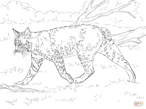 Are there any realistic baby fox coloring pages? Realistic Bobcat coloring page | Free Printable Coloring Pages