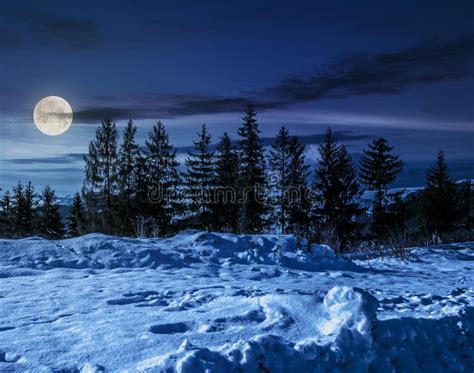 Spruce Forest On Snowy Meadow At Night Stock Image Image Of Covered