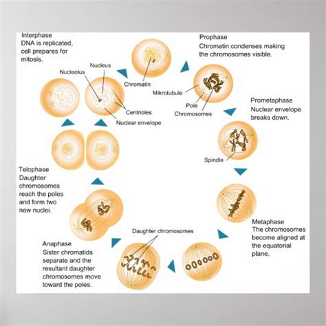 Cellular Mitosis Schematic Diagram Poster Zazzleca