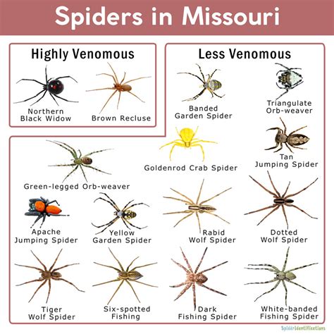 Jumping Spider Identification Chart