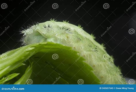 Close Shot Of The Green Crowned Slug Moth Caterpillar Stock Image
