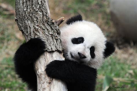 Panda Pandas Baer Bears Baby Cute 59 Wallpaper