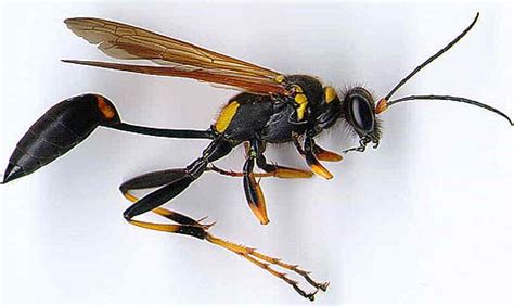 Wasps The Pest That Eats Pests Animal Pictures And Facts