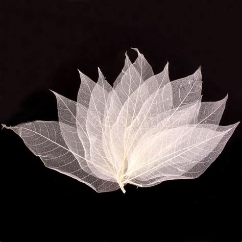 25 Pieces Unique Handmade Natural Skeleton Leaves Leaf Skeleton