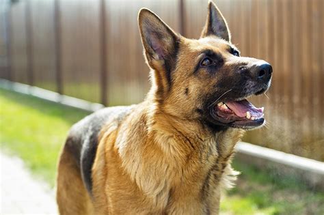 german shepherd dog breed profile
