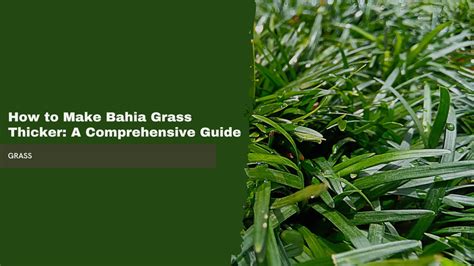 How To Make Bahia Grass Thicker A Comprehensive Guide The Plant