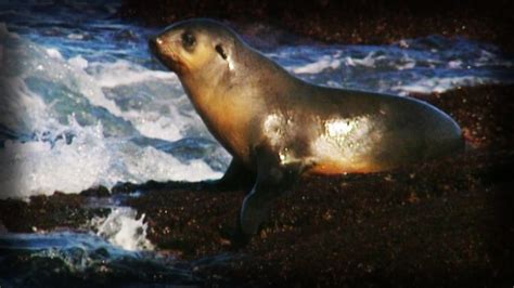 Los leones marinos se diferencian de las focas por sus orejas. Leones marinos vs focas - ViYoutube