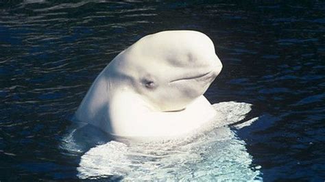 Beluga Whale Makes Human Like Sounds Bbc News