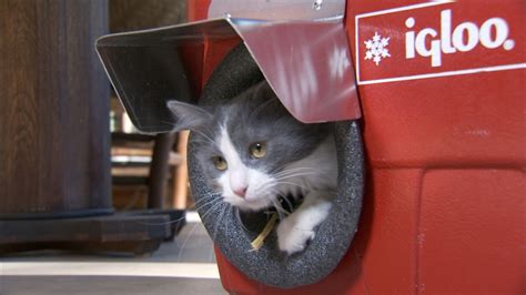 Coolers Turned Into Cat Shelters Abc13 Houston