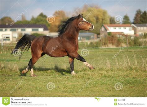 brown welsh mountain pony stallion  black hair galloping stock photography image