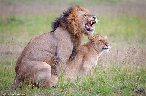 Photographs Show Hilarious Expressions On Lions’ Faces As They Mate Lion Lion Love