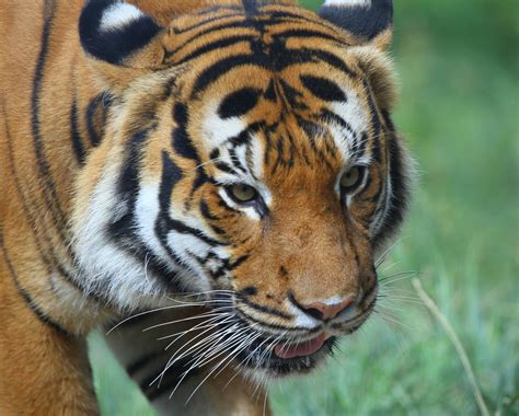 Then he was taken to nwrc for care. Minister: Harimau Malaya Could Go Extinct in 5 to 10 Years ...