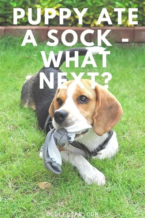 Did My Dog Eat A Sock