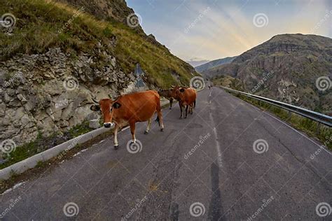 Cows On The Mountain Road Driving In Caucasus Mountains Stock Photo