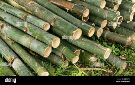 Piles Of Bamboo One Of Handicraft Materials And Materials To Build