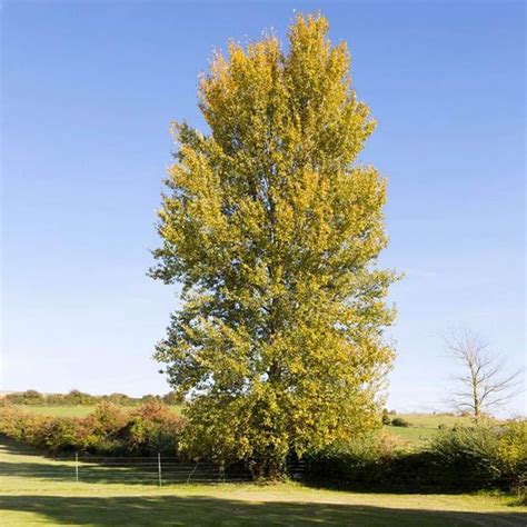 Hybrid Poplar Shade Form Tree Stark Bros