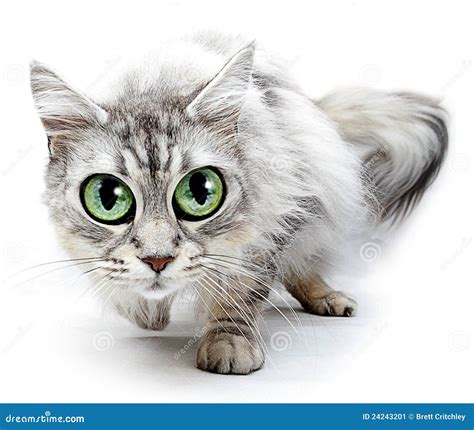 Funny Cat With Big Eyes Stock Image Image Of Domestic 24243201
