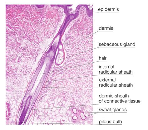 Histologic Image Of The Hair Follicle 1 Photograph By Asklepios