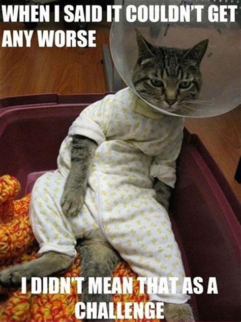 Cat In Pajamas Meme