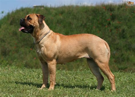 Bullmastiff Dog Breed Information Buying Advice Photos And Facts