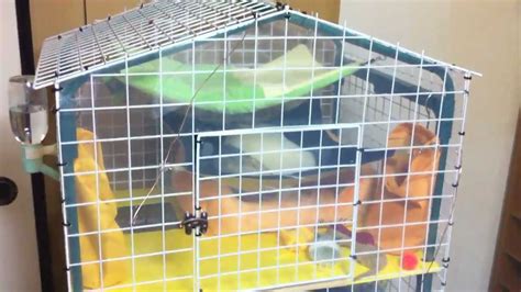 home  ferret cage    garden shelf youtube