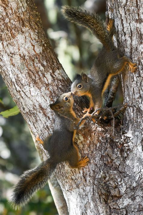 Douglas Squirrels Kissing Wildlife Photographs By Rowland K Willis