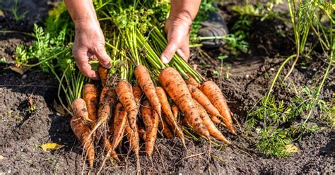 How To Know When Carrots Are Ready To Harvest Basic Guide