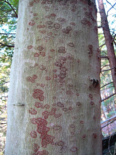 Landscape Beech Bark Disease Center For Agriculture Food And The