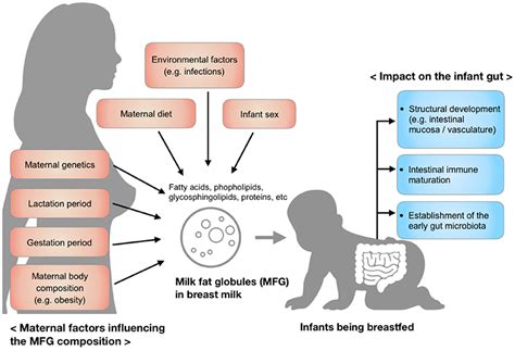 Frontiers Compositional Dynamics Of The Milk Fat Globule And Its Role In Infant Development