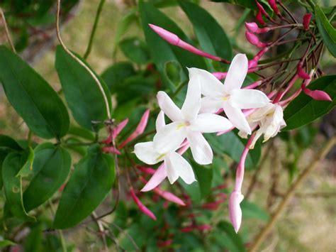 Jasminum Polyanthum Pink Jasmine White Jasmine Care And Culture