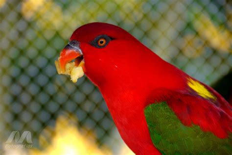Brazilian Wild Birds Brazil Red Wallpapers Hd Desktop And Mobile