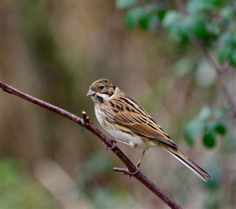 Reed Bunting Emberiza Schoeniclus Male Winter Plumage Flickr