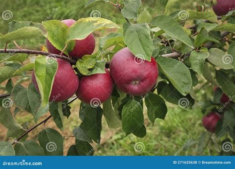 Ripe Apples In The Apple Orchard Before Harvesting Big Red Delicious Apples Hanging From A Tree