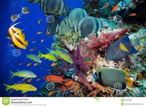 Tropical Fish And Coral Reef Stock Image Image Of Animal