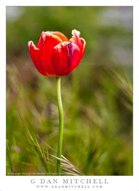 Red Tulip Green Grass G Dan Mitchell Photography
