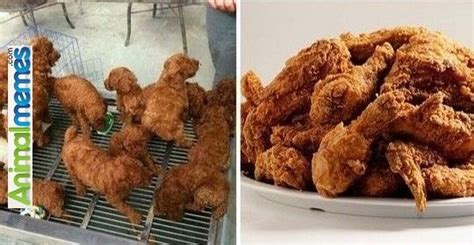 The japanese eat fried chicken on christmas because they like fried chicken and the food is associated with the west, as is the christmas holiday. Dog memes Puppies look like fried chicken... Check more at ...