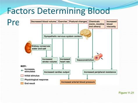 Ppt Exercise 22 Human Cardiovascular Physiology Blood Pressure And