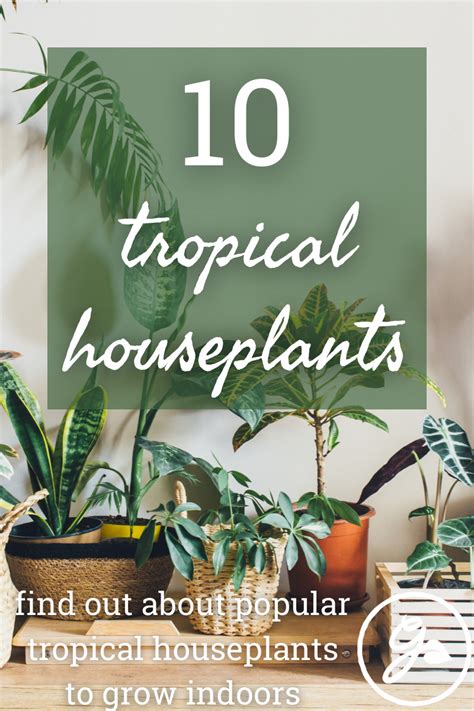 10 Best Indoor Tropical Plants Types Of Tropical Plants To Grow