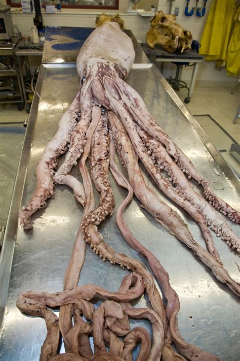 The giant squid lives at great depths where it hunts fish and other squids. Operation Calamari: How the Smithsonian Got Its Giant ...