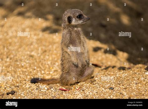 Meerkat Standing Sentry Stock Photo Alamy