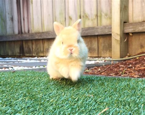 Netherland Dwarf Rabbit Breeder Sydney Hills District Nsw