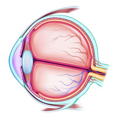 Syndrom bei hyperammonamie im kindesalter // wien. Norrie-Syndrom - Ursachen, Symptome & Behandlung | MedLexi.de