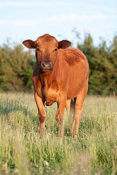 Royalty Free Red Angus Cattle Pictures Images And Stock Photos Istock