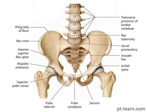 Hip Bone Hip Bones Hip Joint Anatomy Bone And Joint