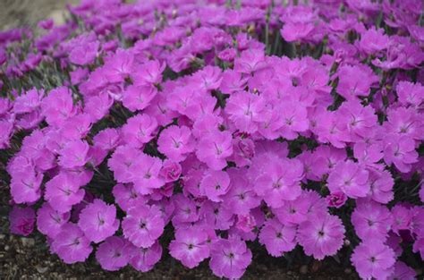 Its glaucous blue foliage set it apart from other dianthus of its type. dianthus_paint_the_town_fuchsia_cjw16_2.jpg | Proven Winners