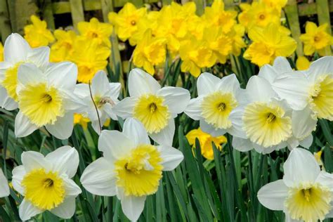 Five Bulbs For March Flowers