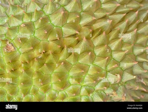 Close Up Of Durian Thorn Texture And Background Stock Photo Alamy