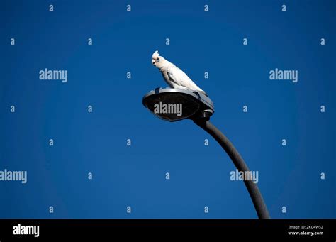 A Little Corella Cacatua Sanguinea Perching On A Streetlight In