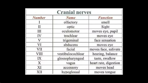 cranial nerves number name functions youtube